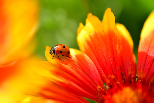 ladybug-4344164_640.jpg