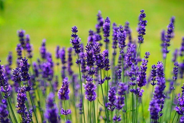 lavender-1117275_640.jpg