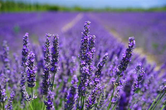 lavenders-1595584_640.jpg