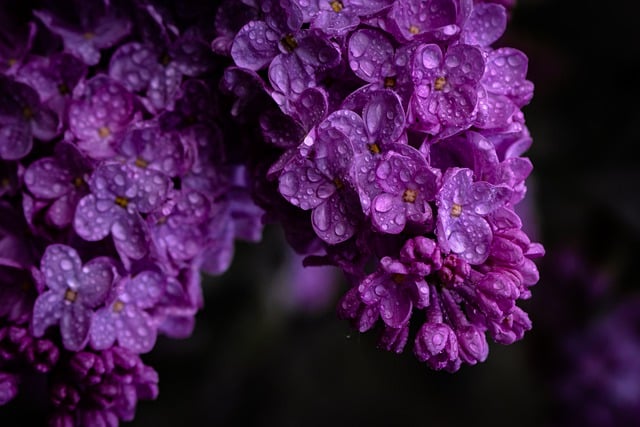 lilac-g549c529ad_640.jpg