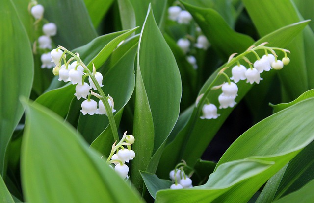lilies-of-the-valley-3365266_640.jpg