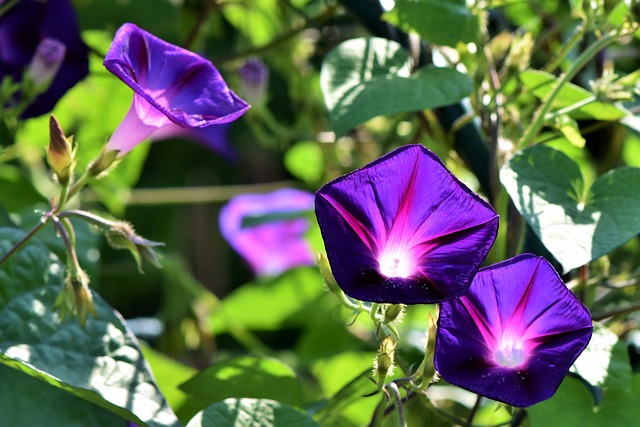 morning-glories-gce0716a7e_640.jpg