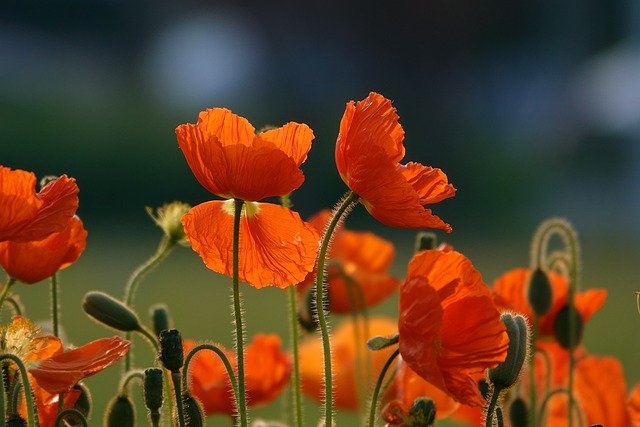 orange-flowers-6144272_640.jpg