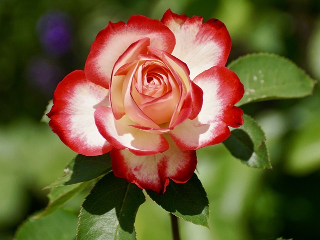 rose-2417334_640.jpg