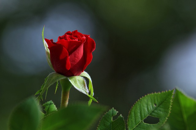 rose-3499375_640.jpg