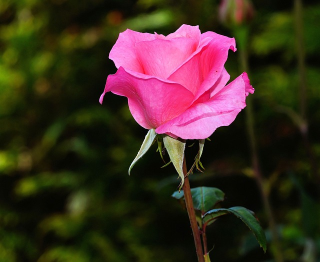 rose-441930_640.jpg