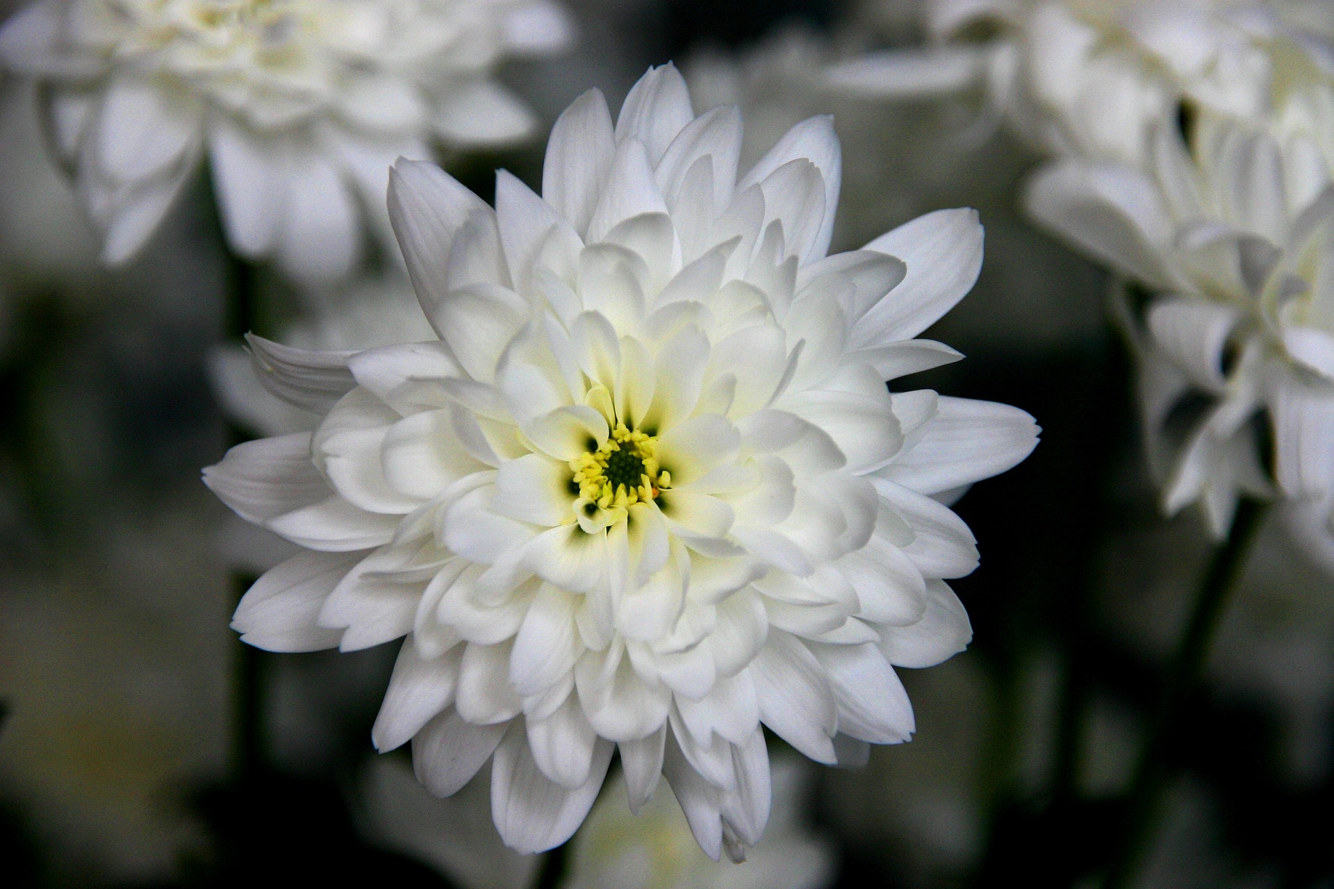 snow-flower-656428_1920.jpg