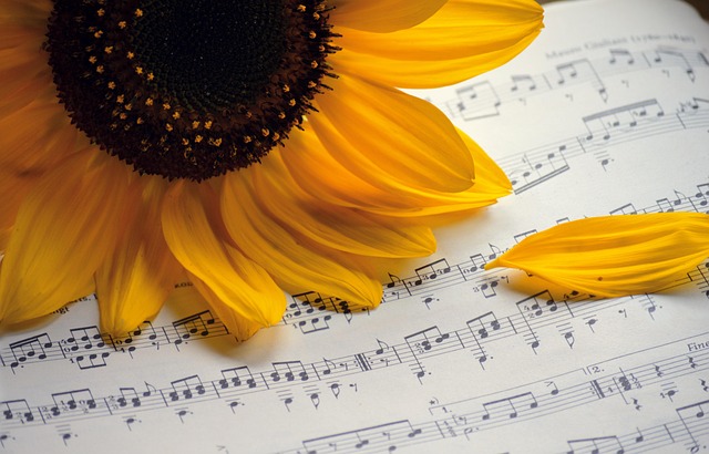 sunflower-7493240_640.jpg