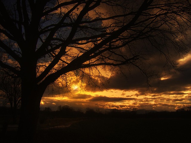 tree-76897_640.jpg