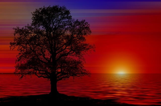 tree-835455_640.jpg