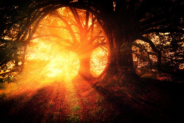 trees-2562083_640.jpg
