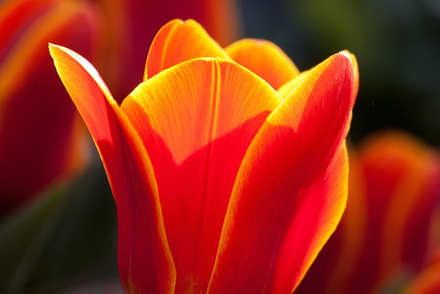 tulip-288906_640.jpg