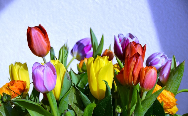 tulips-gf2d2fdc3d_640.jpg