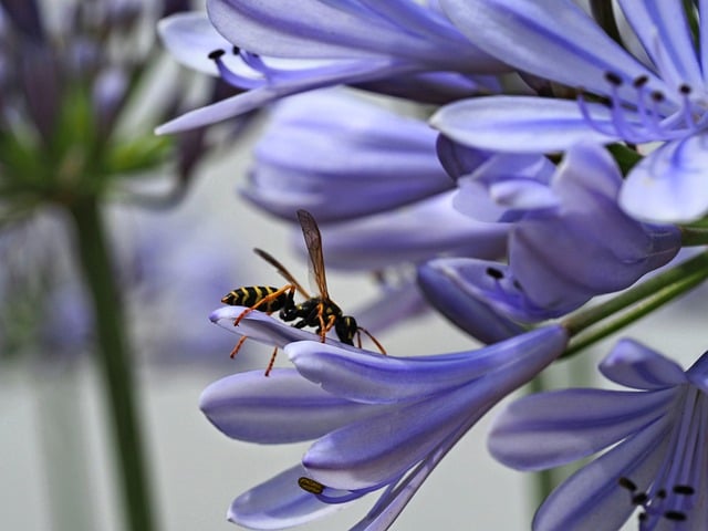 wasp-8916137_640.jpg