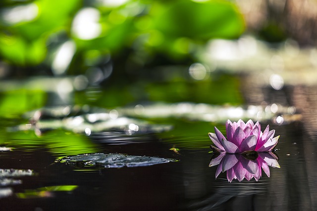 water-lily-1287416_640.jpg