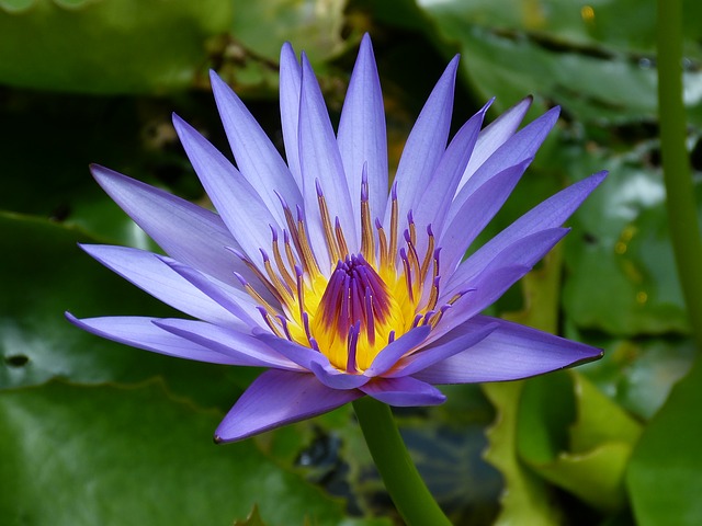 water-lily-537233_640.jpg