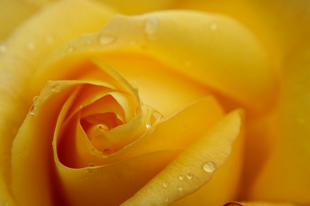 yellow-rose-4251915_640.jpg