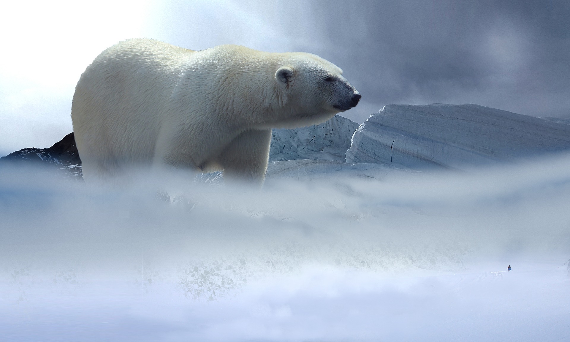 polar-bear-2376928_1920.jpg