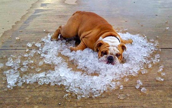 bulldog-on-ice.jpg