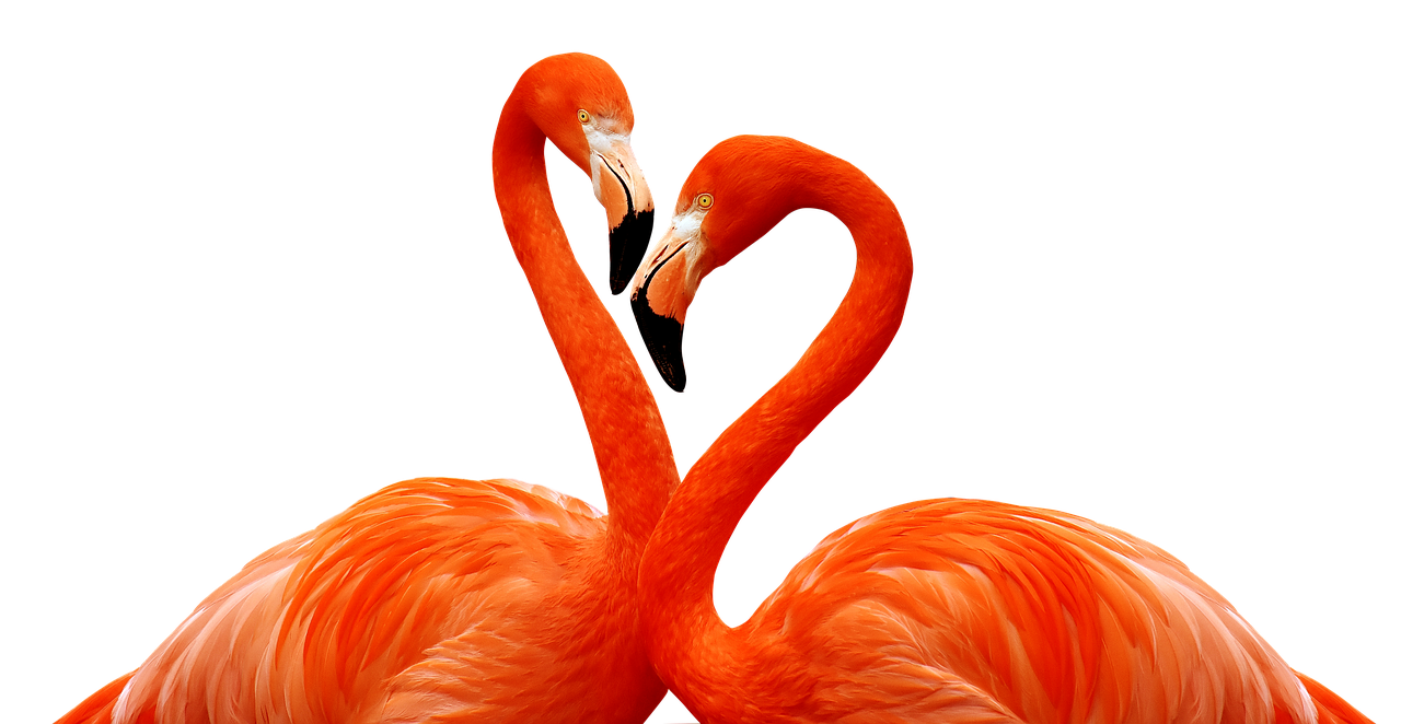 flamingo-3368587_1280.png