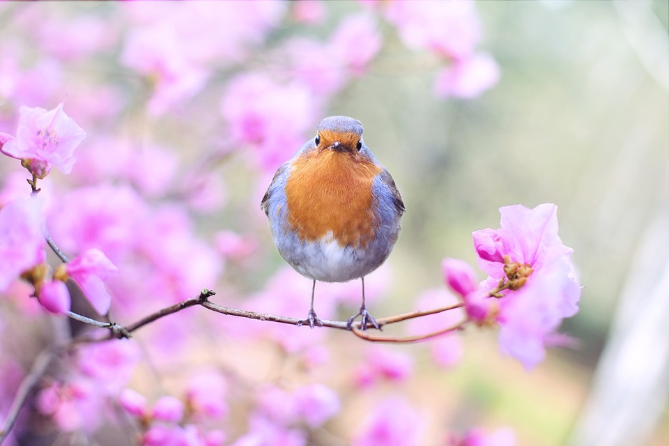 spring-bird-2295436_960_720.jpg