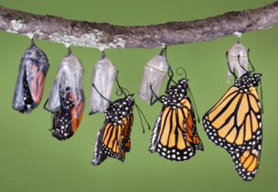 good-change-butterfly-lifecycle.jpg