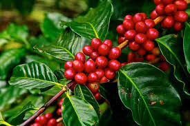 coffee-cherry-ripe.jpg