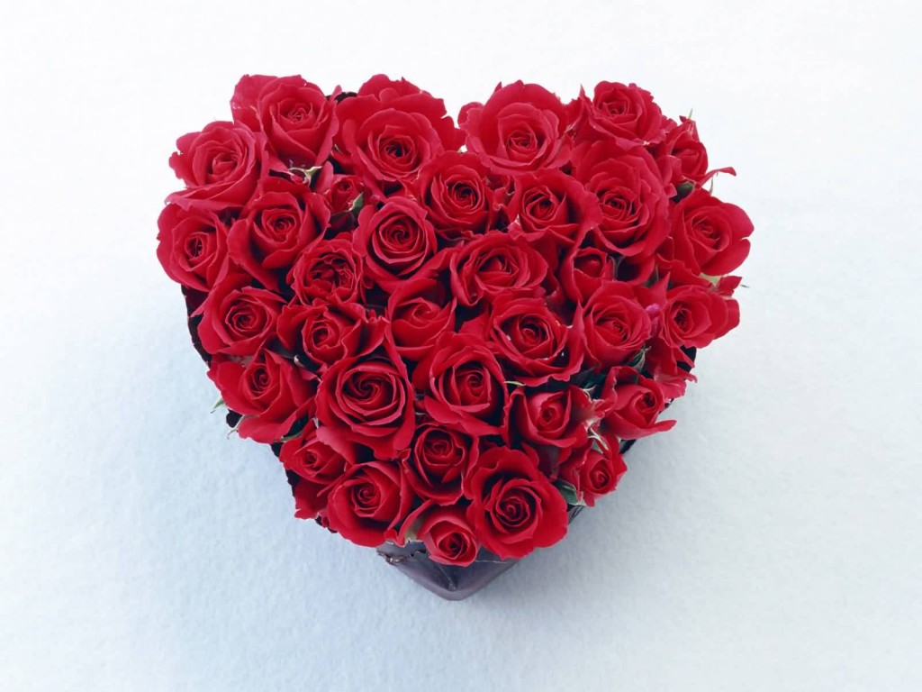 red rose (8).jpg