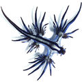 Glaucus atlanticus - Kék sárkány