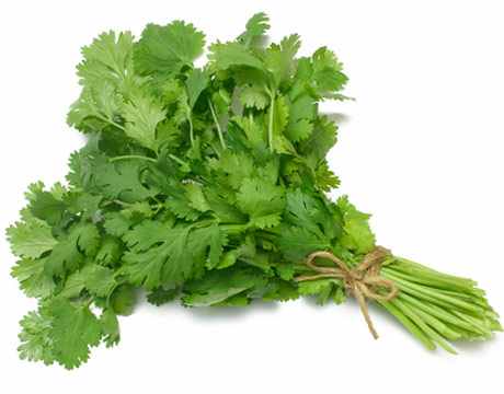 coriander-benefits2.jpg