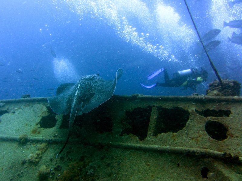 yongala-ray-diver.jpg