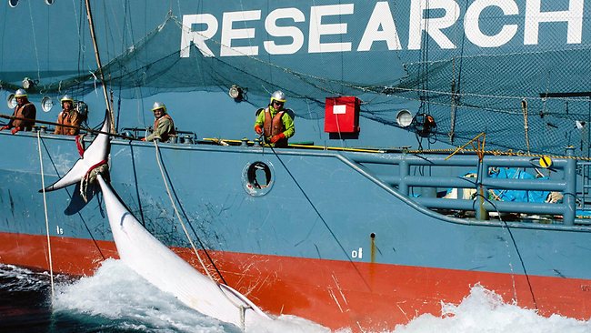 023180-australia-japan-whaling.jpg