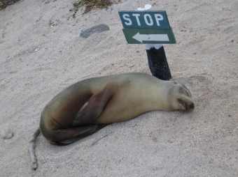 Sea-lions-3.jpg