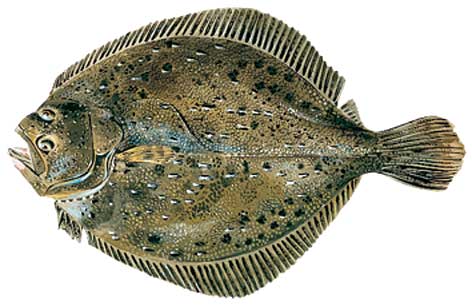 Turbot.jpg