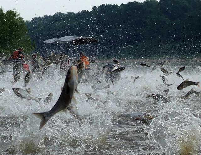 asian carp.jpg