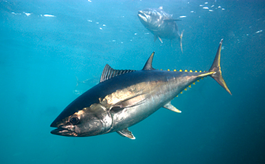 bluefin_tuna southern.jpg