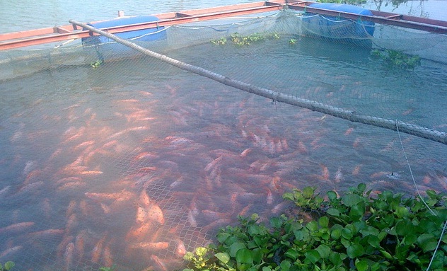crowd fish farm.jpg
