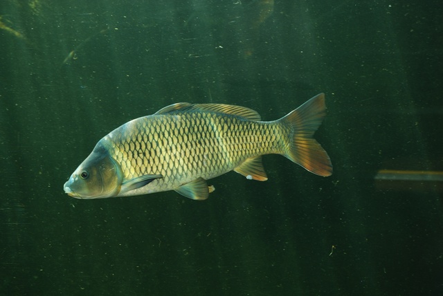 cyprinus-carpio-00013.jpg