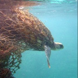 ghost-fishing-trapped-turtle.jpg