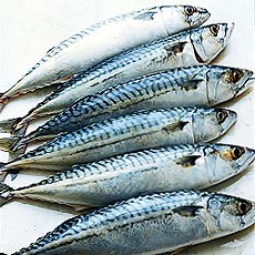 mackerel-19507.jpg