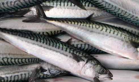 mackerel2.jpg