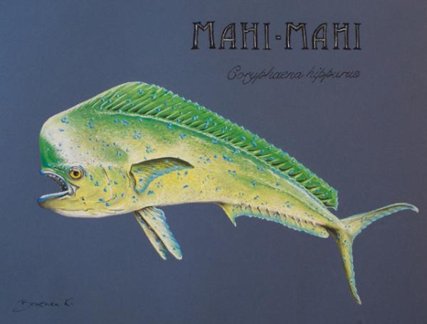 mahi-mahi-katharina-bruenen.jpg