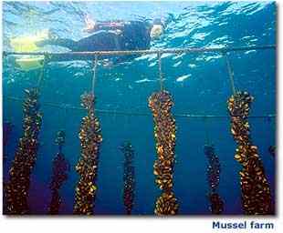 mussel farm.jpg