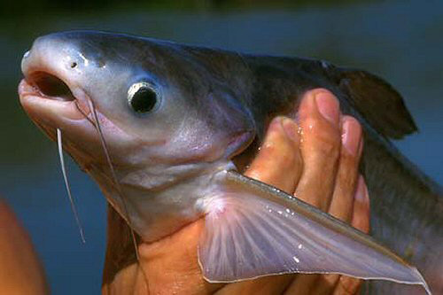 pangasius-face.jpg