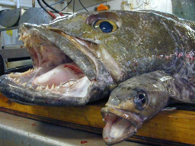 patagonian-toothfish-22m-100kg.jpg