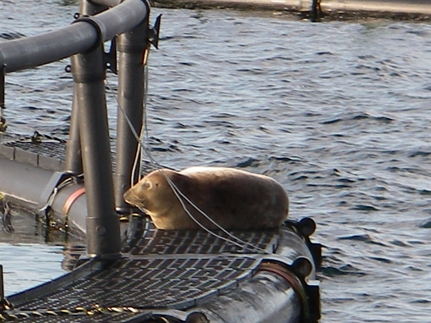 salmon seal.jpg
