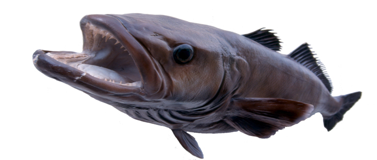 toothfish-australian-customs.jpg