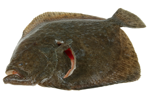 turbot2.jpg