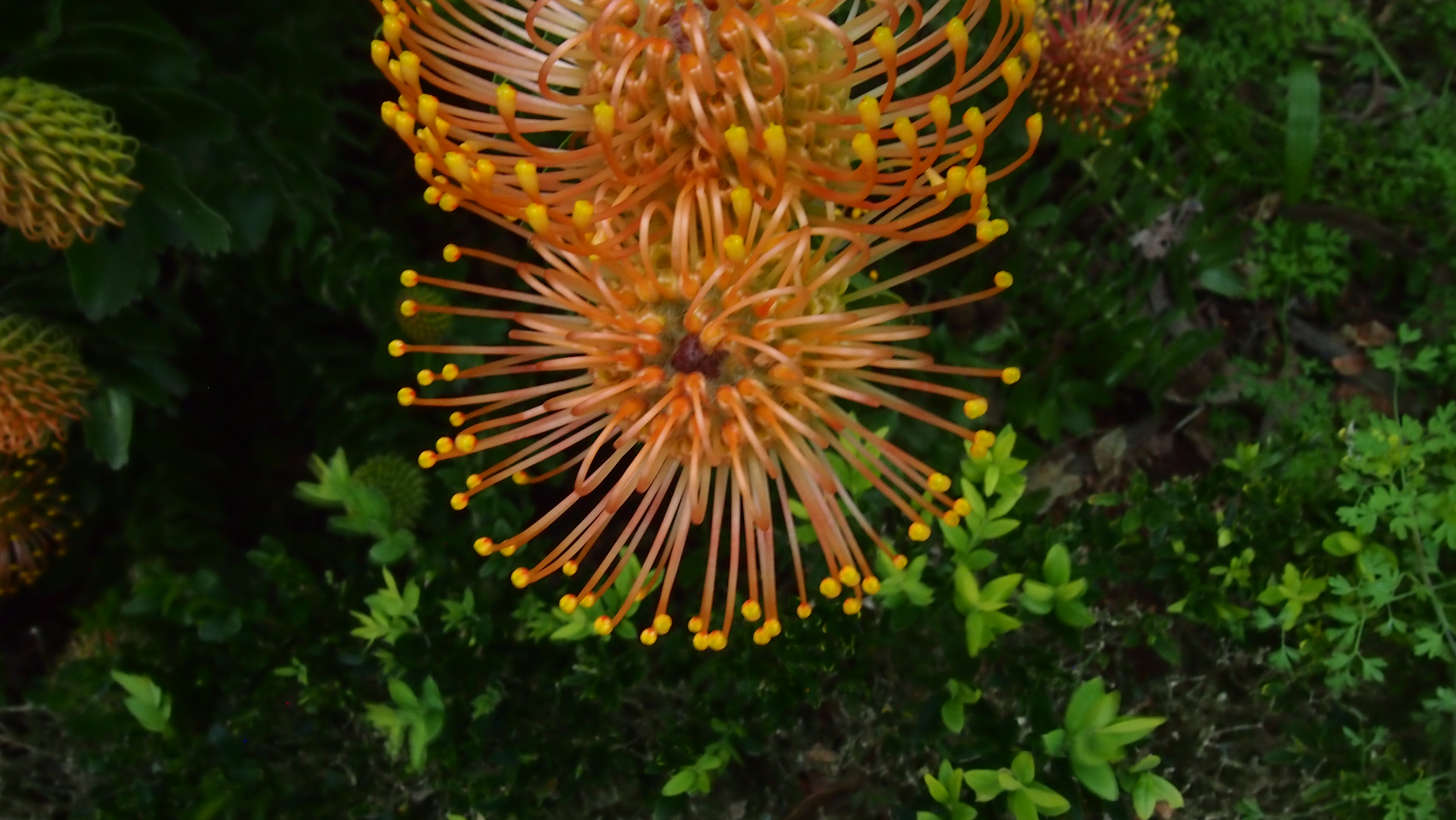 pohutukawa.JPG