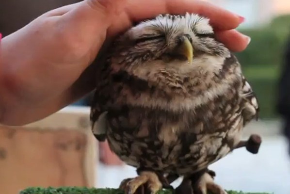 cute-owl.jpg